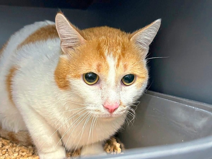 Kater Bobo sucht neues Zuhause
