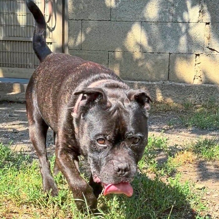 Rüde Ünix sucht Hundefreund