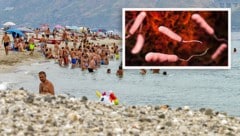 Bereits vor 21 Jahren haben italienische Forscher den Erreger Vibrio vulnificus (siehe 3D-Grafik ...
