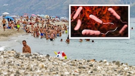Bereits vor 21 Jahren haben italienische Forscher den Erreger Vibrio vulnificus (siehe 3D-Grafik ...