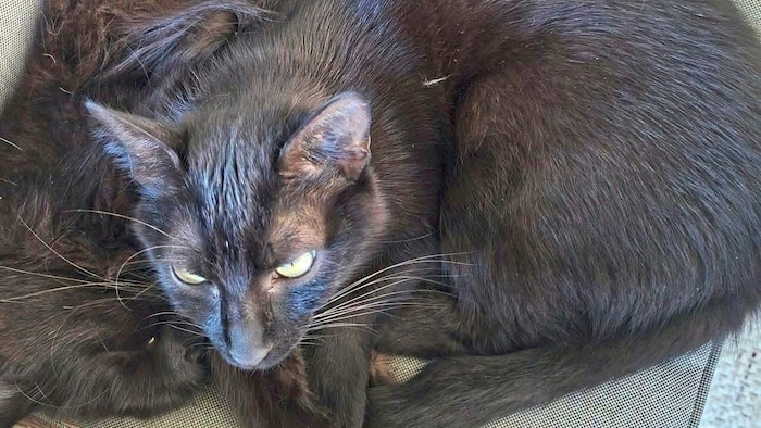 Katze Luna im Raum Kumberg entlaufen
