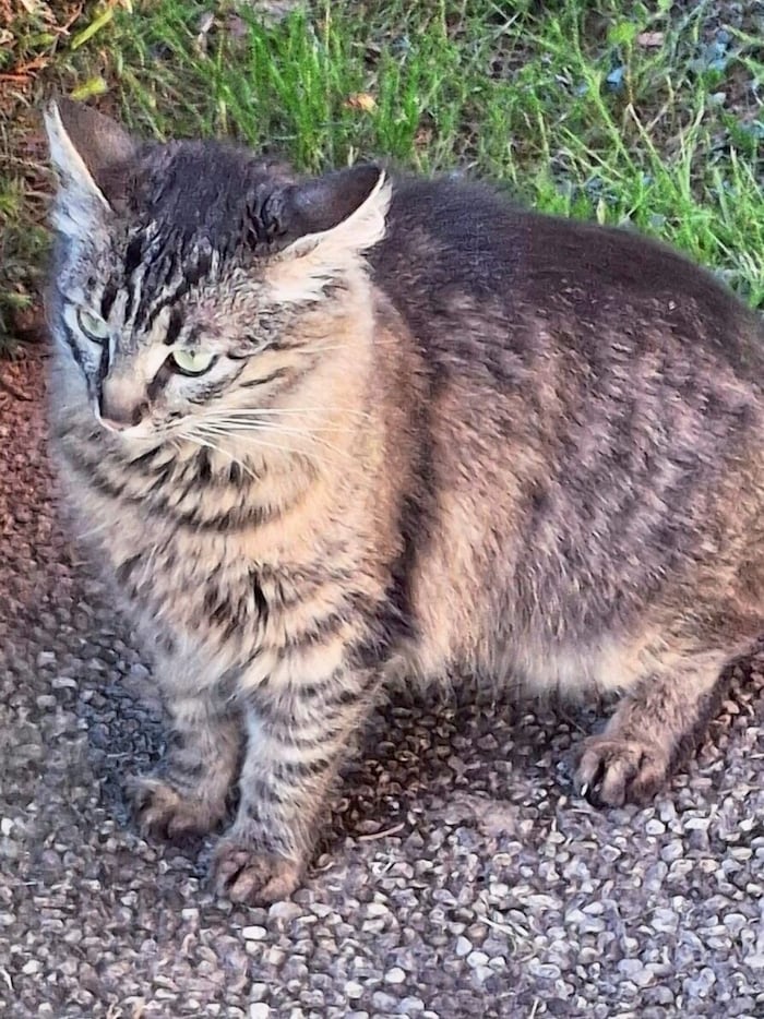 Tigerkatze Nala im Raum Aichegg gesucht