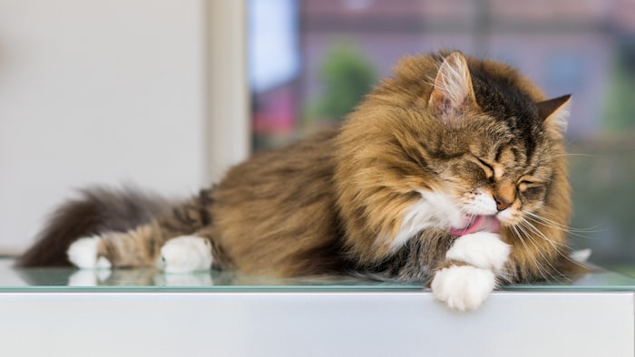 Sauberkeit ist für Katzen tägliche Selbstfürsorge.