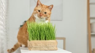 In Österreich ist Katzengras für reine Wohnungstiere gesetzlich vorgeschrieben.