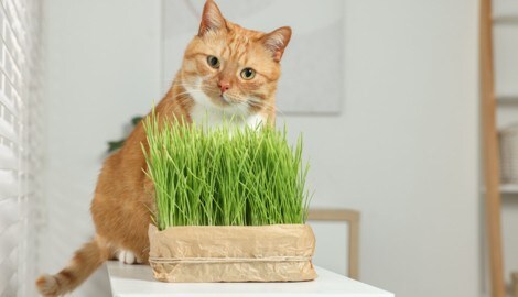 In Österreich ist Katzengras für reine Wohnungstiere gesetzlich vorgeschrieben.