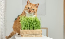 In Österreich ist Katzengras für reine Wohnungstiere gesetzlich vorgeschrieben.