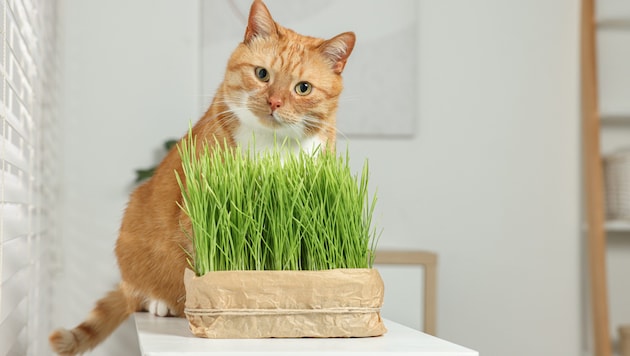 In Österreich ist Katzengras für reine Wohnungstiere gesetzlich vorgeschrieben.