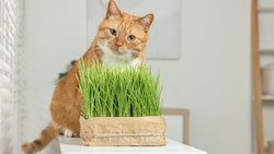 In Österreich ist Katzengras für reine Wohnungstiere gesetzlich vorgeschrieben.