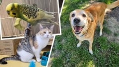 Wellensittich Erol, Katze Shizuka und der Senior Nero warten noch auf ihre Traumplätze.