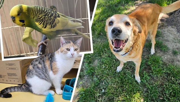 Wellensittich Erol, Katze Shizuka und der Senior Nero warten noch auf ihre Traumplätze.