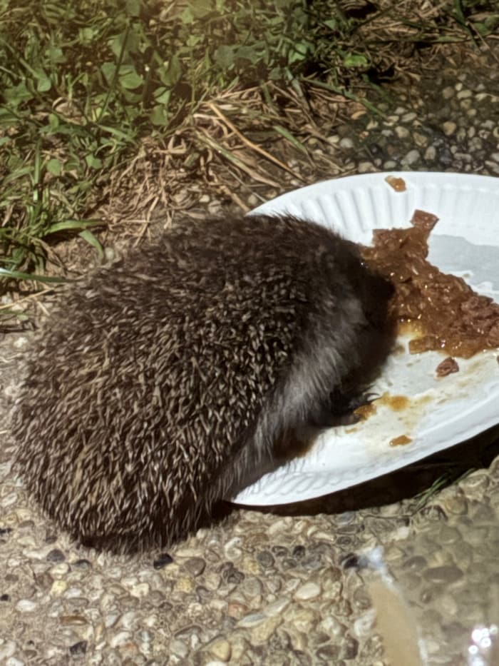 Er kam, sah und siegte im Kampf um die Futterschüssel