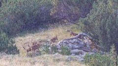 Das sind die Liechtensteiner Wolfswelpen – zumindest vier davon. 