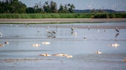 Bereits 2022 war die Situation so dramatisch, dass die Fische aus dem Darscho geholt werden ...