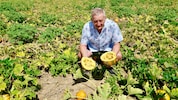 Franz Labugger mit der traurigen Ausbeute auf einem Feld nahe Lebring