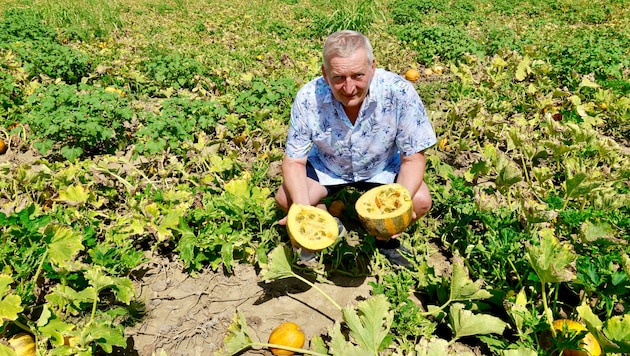 Franz Labugger mit der traurigen Ausbeute auf einem Feld nahe Lebring