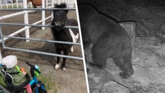 Das süße Pony „Pumuckl“ war Teil der Familie (links). Die Wildtierkamera zeigt den Bären ...