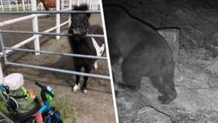 Das süße Pony „Pumuckl“ war Teil der Familie (links). Die Wildtierkamera zeigt den Bären ...