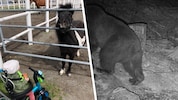 Das süße Pony „Pumuckl“ war Teil der Familie (links). Die Wildtierkamera zeigt den Bären ...