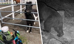 Das süße Pony „Pumuckl“ war Teil der Familie (links). Die Wildtierkamera zeigt den Bären ...