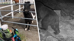 Das süße Pony „Pumuckl“ war Teil der Familie (links). Die Wildtierkamera zeigt den Bären ...