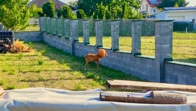 Schnappschuss vom Malheur im Garten: Das Reh steckte mit seinem Kopf in der Gießkanne fest.