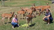Anita und Andreas Pichler mit ihrer Sikawild-Zucht. Laut EU-Verordnung sollen die Tiere erlegt ...