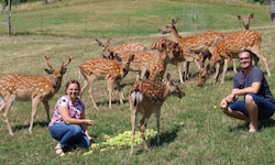 Anita und Andreas Pichler mit ihrer Sikawild-Zucht. Laut EU-Verordnung sollen die Tiere erlegt ...