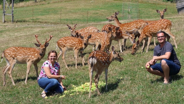 Anita und Andreas Pichler mit ihrer Sikawild-Zucht. Laut EU-Verordnung sollen die Tiere erlegt ...