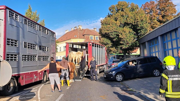Gemeinsam gelang es, die Tiere wieder in den Transporter zu bringen.