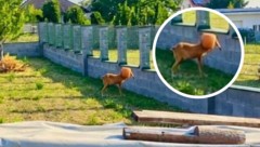 Schnappschuss vom Malheur im Garten: Das Reh steckte mit seinem Kopf in der Gießkanne fest.