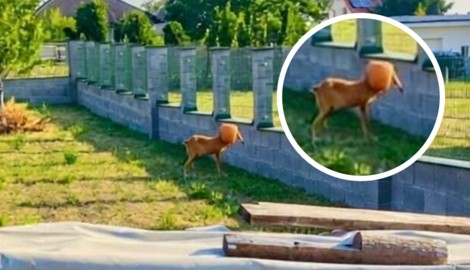 Schnappschuss vom Malheur im Garten: Das Reh steckte mit seinem Kopf in der Gießkanne fest.