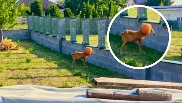 Schnappschuss vom Malheur im Garten: Das Reh steckte mit seinem Kopf in der Gießkanne fest.