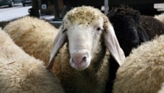 Ein Raubtier – möglicherweise ein Wolf – erlegte am Zirbitz 31 Schafe.