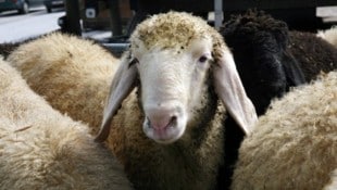 Ein Raubtier – möglicherweise ein Wolf – erlegte am Zirbitz 31 Schafe.