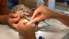 Geschwächt kam der Igel in die Tierarztpraxis. Dem kleinen Patienten wurden sofort die Maden ...