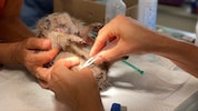 Geschwächt kam der Igel in die Tierarztpraxis. Dem kleinen Patienten wurden sofort die Maden ...