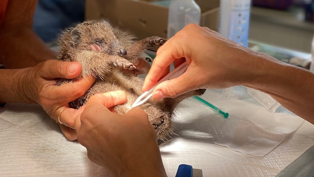Geschwächt kam der Igel in die Tierarztpraxis. Dem kleinen Patienten wurden sofort die Maden ...