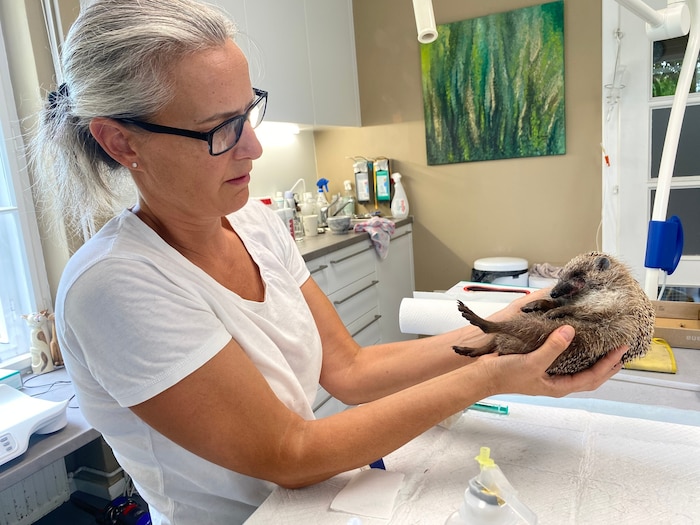 Tierärztin Miki Zichy versorgte den Igel und kümmert sich nun um ihn.