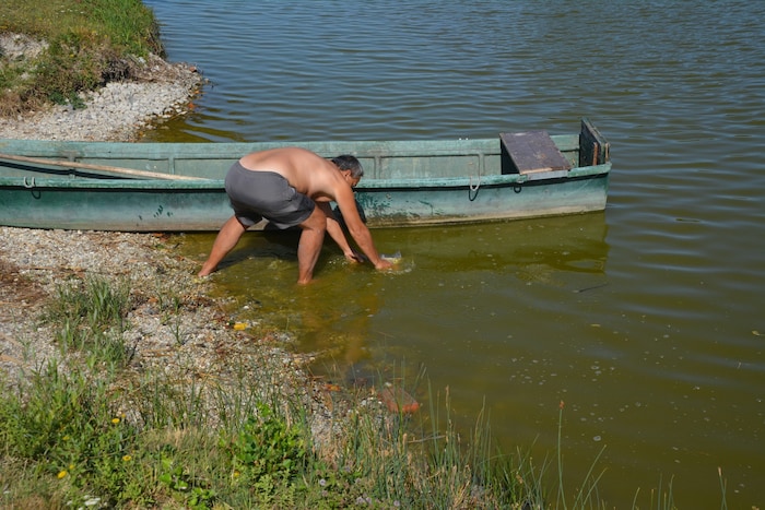 Die abgefischten Karpfen sind dann zum Teil in der Finklacke gelandet.