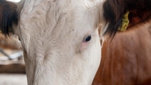 Der beschuldigte Tierarzt und Landwirt sei in den vergangenen Monaten wiederholt  mit ...