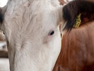 Der beschuldigte Tierarzt und Landwirt sei in den vergangenen Monaten wiederholt  mit ...