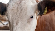 Der beschuldigte Tierarzt und Landwirt sei in den vergangenen Monaten wiederholt  mit ...