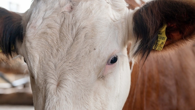 Der beschuldigte Tierarzt und Landwirt sei in den vergangenen Monaten wiederholt mit ...
