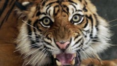 Der Sumatra-Tiger (Panthera tigris sumatrae) ist die kleinste der noch lebenden Unterarten des ...