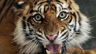 Der Sumatra-Tiger (Panthera tigris sumatrae) ist die kleinste der noch lebenden Unterarten des ...
