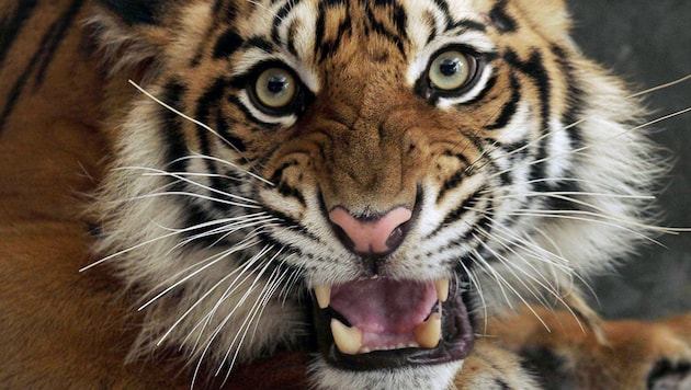 Der Sumatra-Tiger (Panthera tigris sumatrae) ist die kleinste der noch lebenden Unterarten des ...