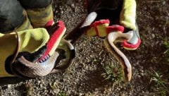 Die Feuerwehr setzte das Tier wieder aus.