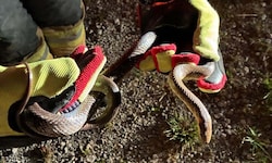 Die Feuerwehr setzte das Tier wieder aus.