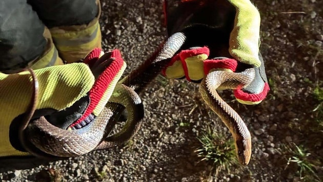 Die Feuerwehr setzte das Tier wieder aus.