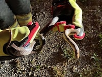 Die Feuerwehr setzte das Tier wieder aus.
